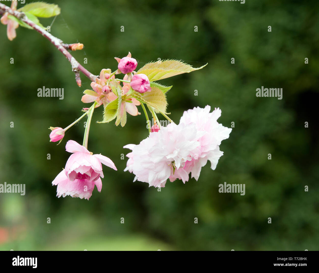 Prunus Pink Shell Stock Photo