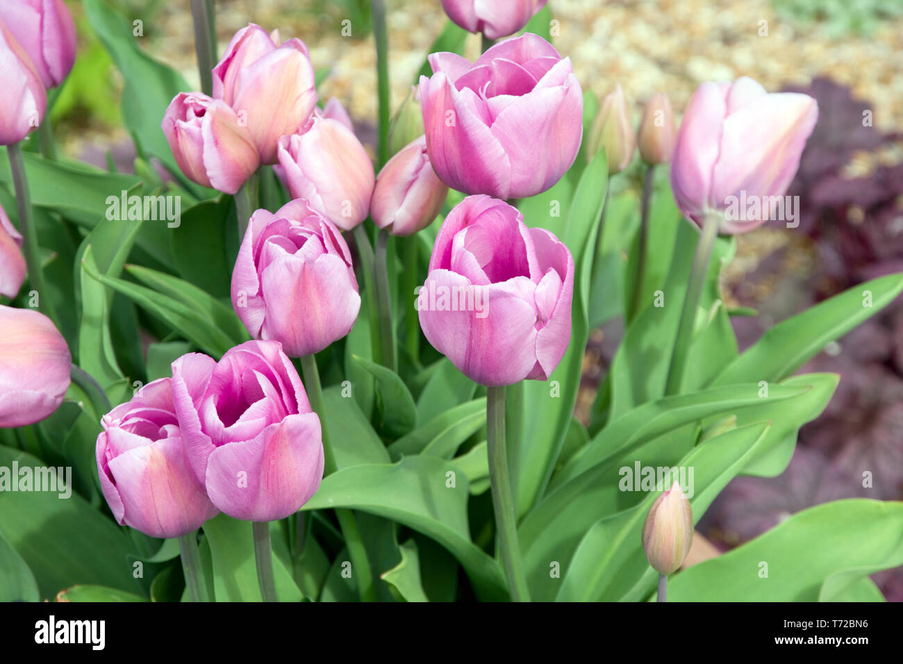 Alibi hi-res stock photography and images - Alamy