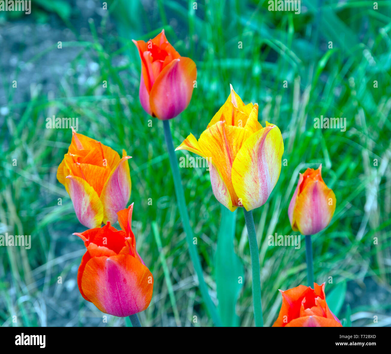 Tulip El Nino Stock Photo