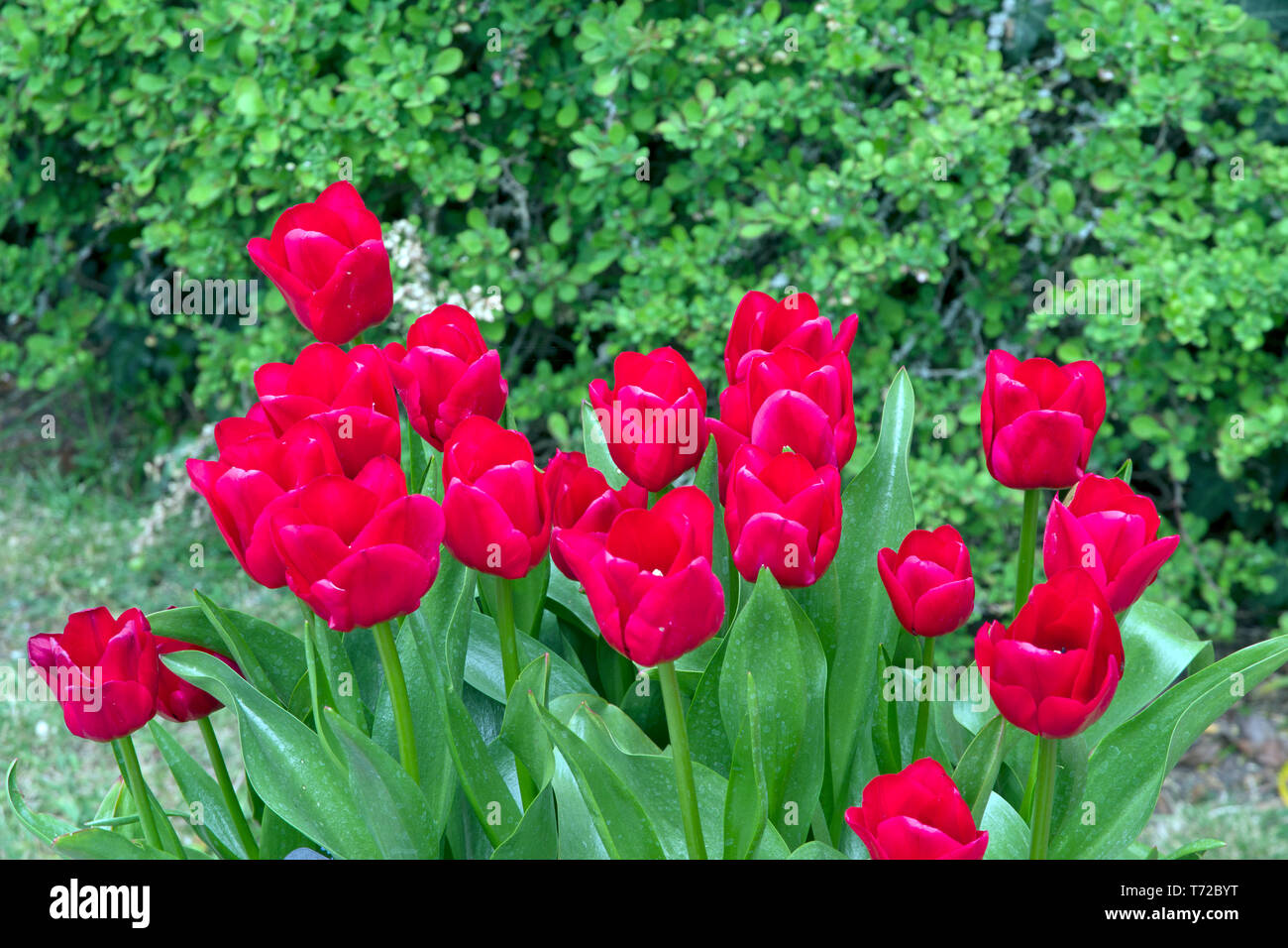 Tulip Couleur Cardinal Stock Photo