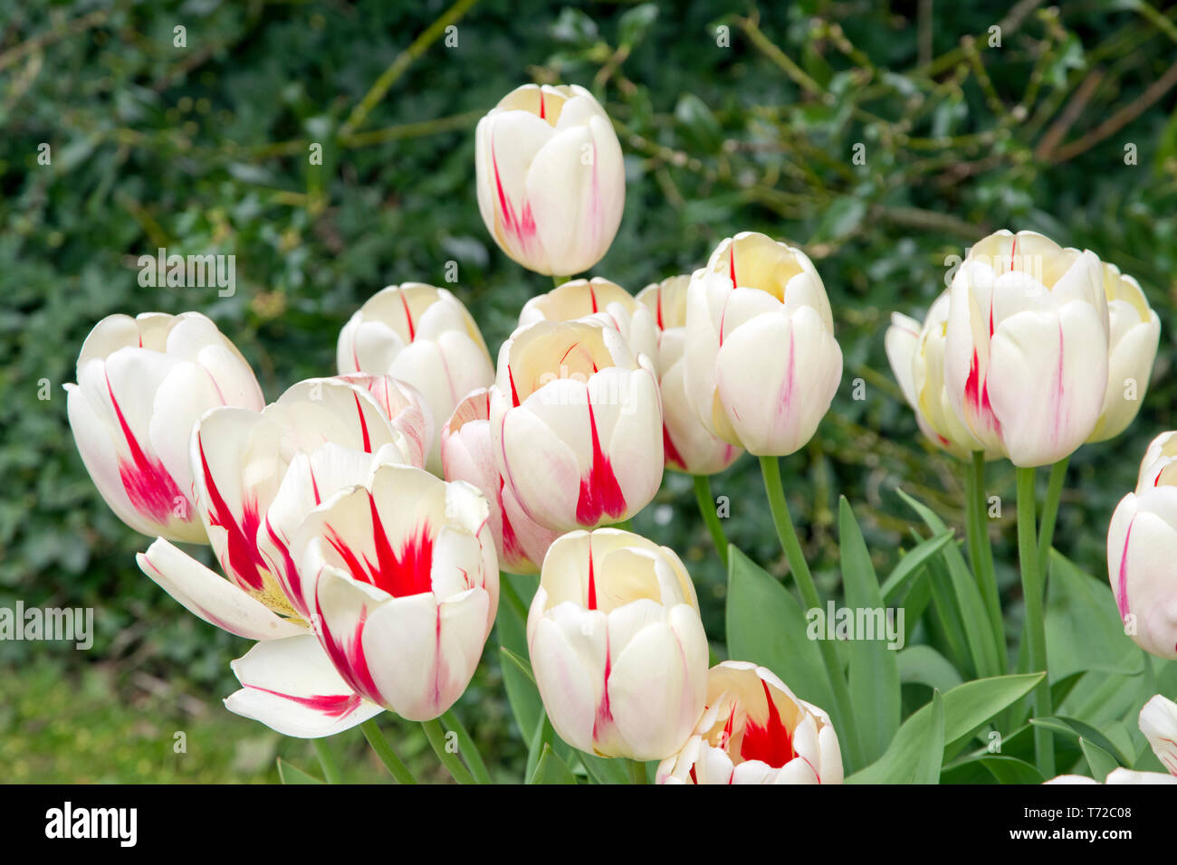 Tulip Burning Heart Stock Photo