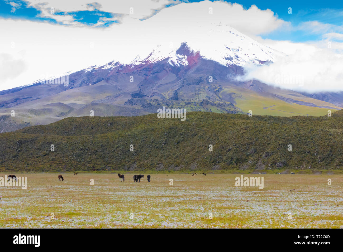 Mount cotopaxi in ecuador hi-res stock photography and images - Alamy