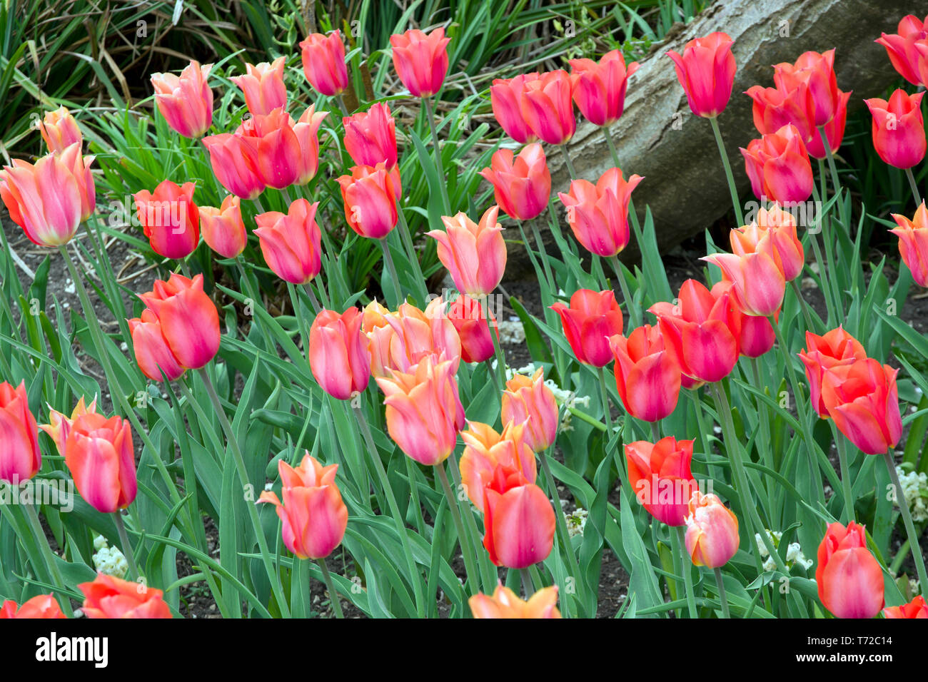 Tulip Big Brother Stock Photo