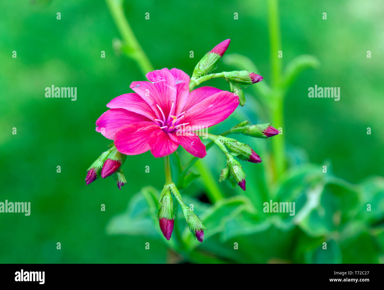 Lewisia cotyledon 'Regenbogen' Stock Photo