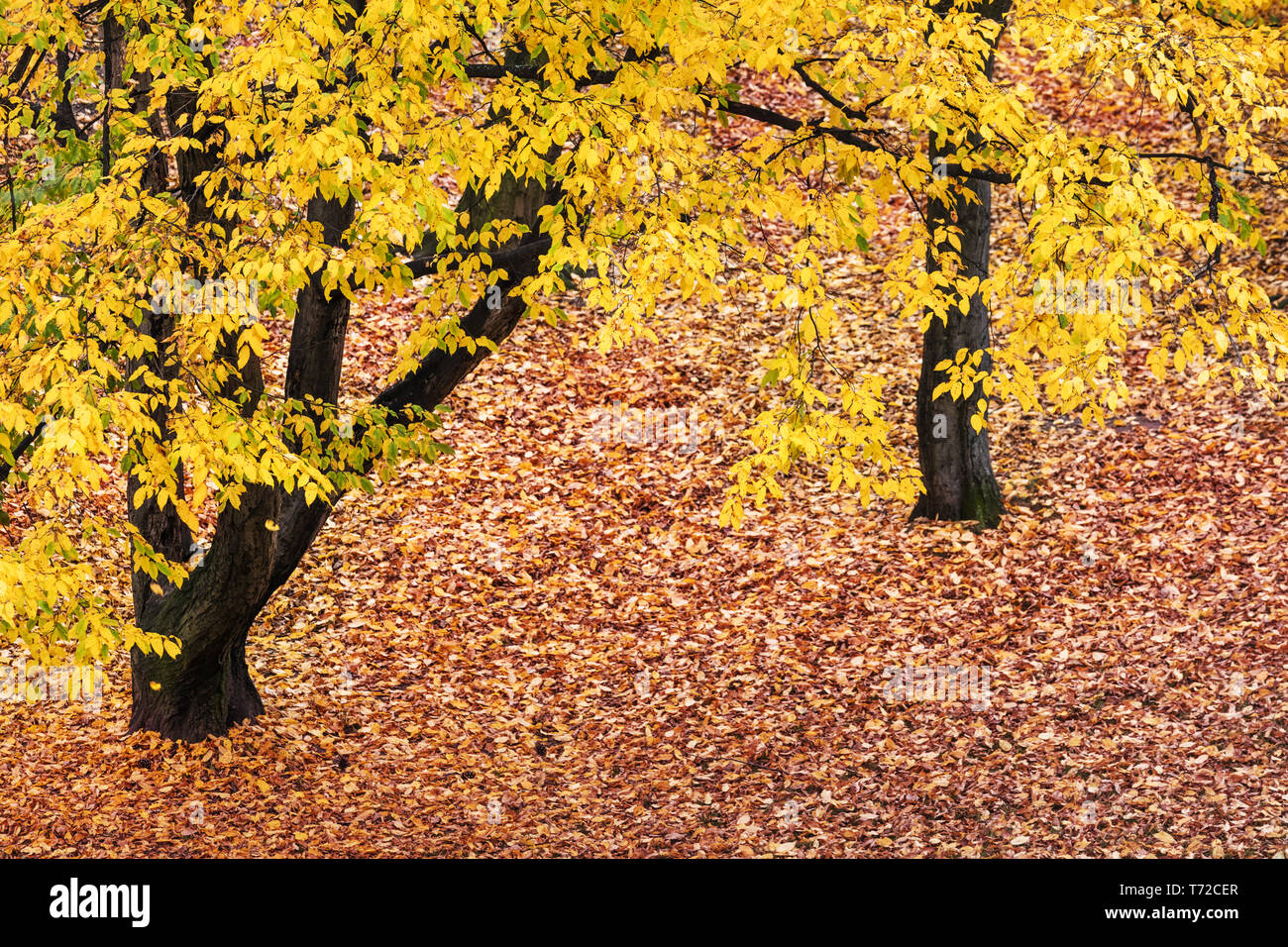 autumn leaves of trees in park Stock Photo - Alamy
