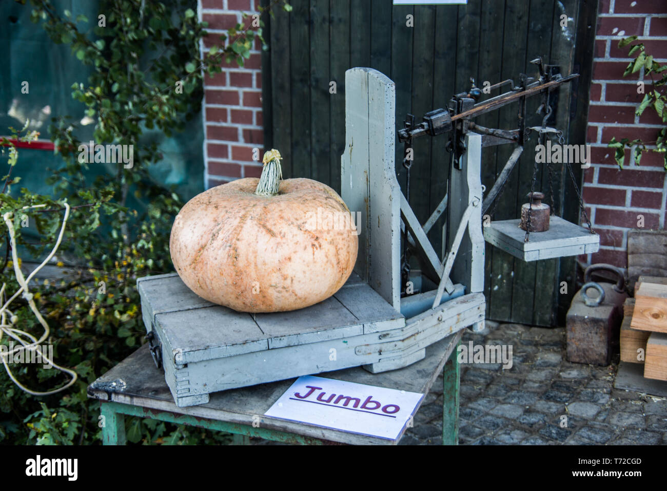 big pumpkin on libra Stock Photo