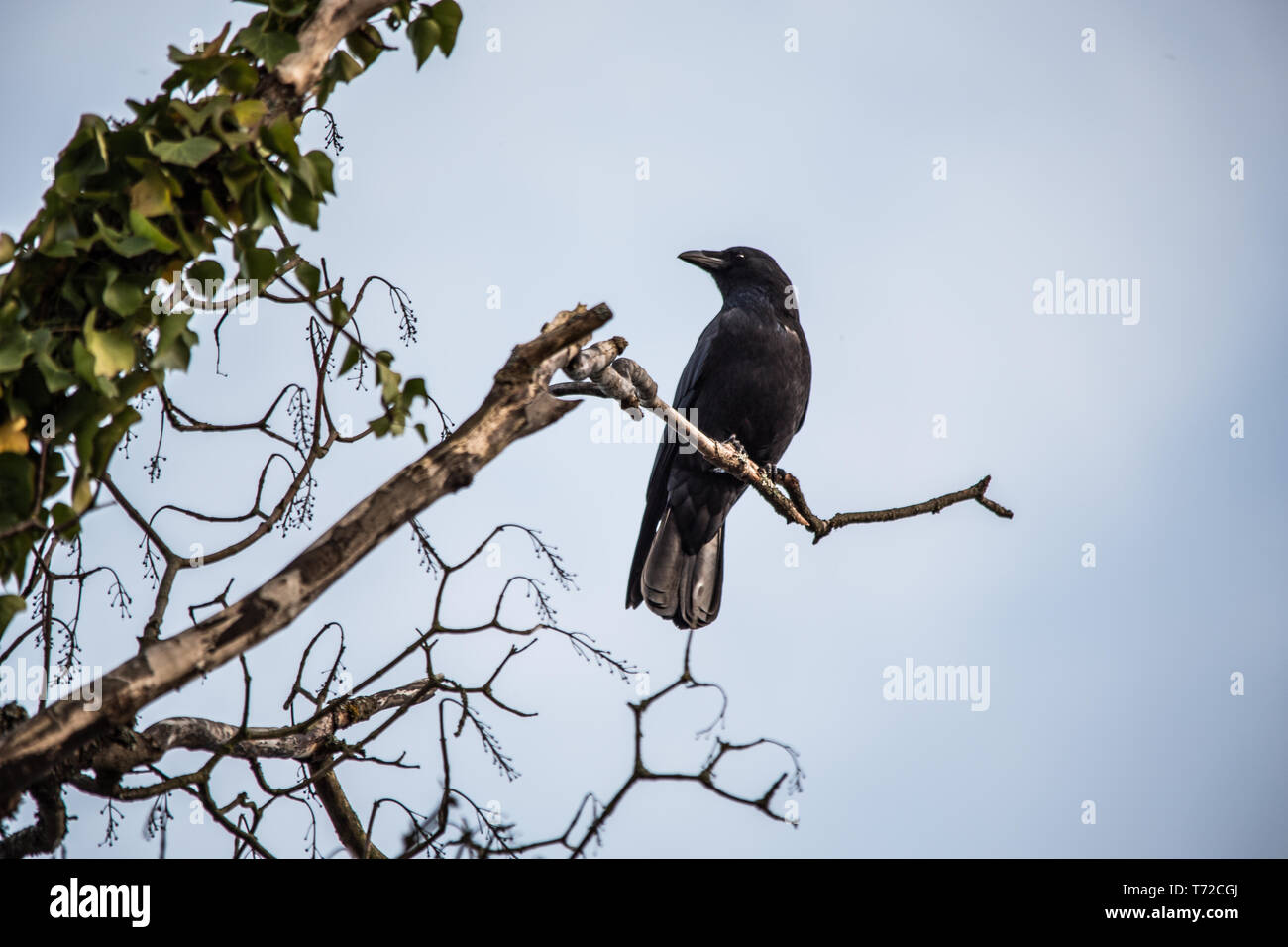 Raven tree hi-res stock photography and images - Alamy