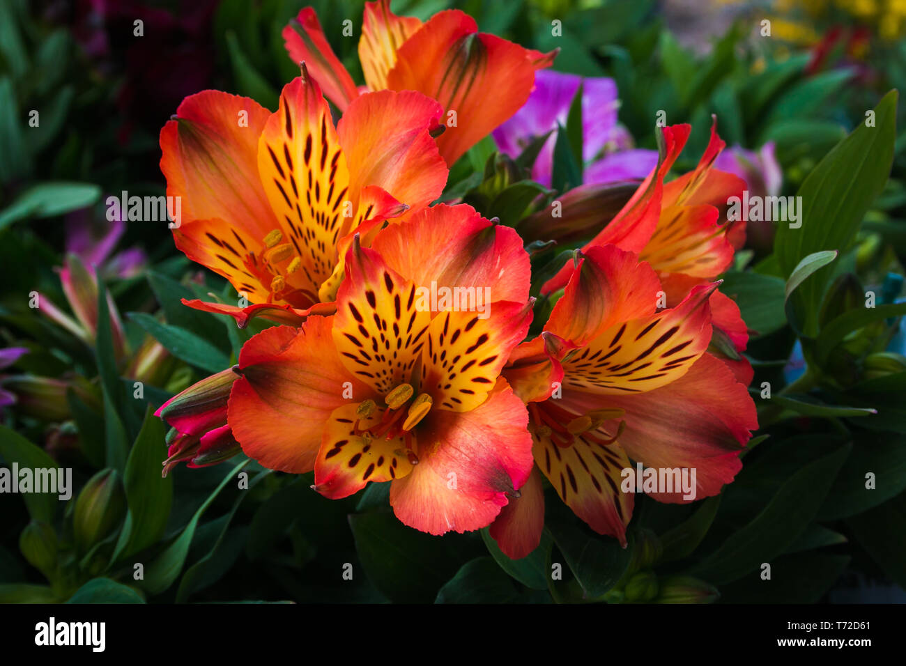 Alstroemeria commonly called the Peruvian lily or lily of the Incas is a genus of flowering plants in the family Alstroemeriaceae Stock Photo