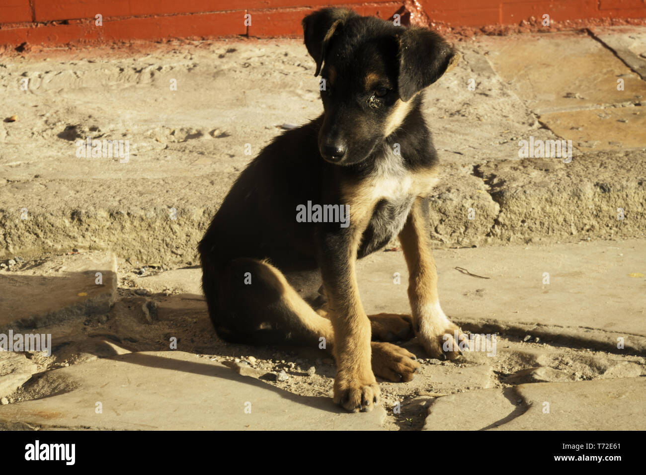 Abandoned puppy asking for help on the street in Brazil Stock Photo