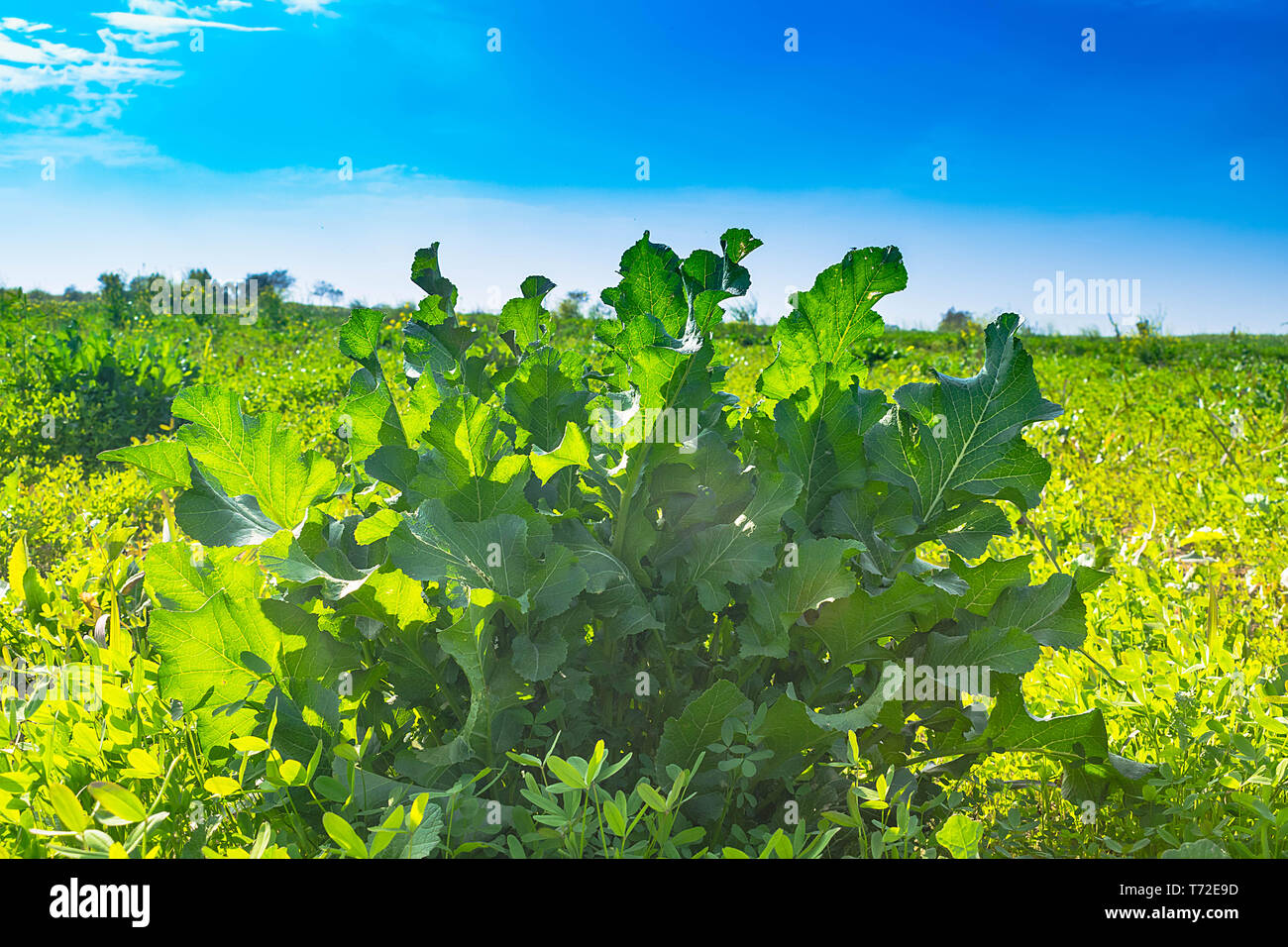 a closeup shot of mustard plant in a field with blue sky in background. Stock Photo