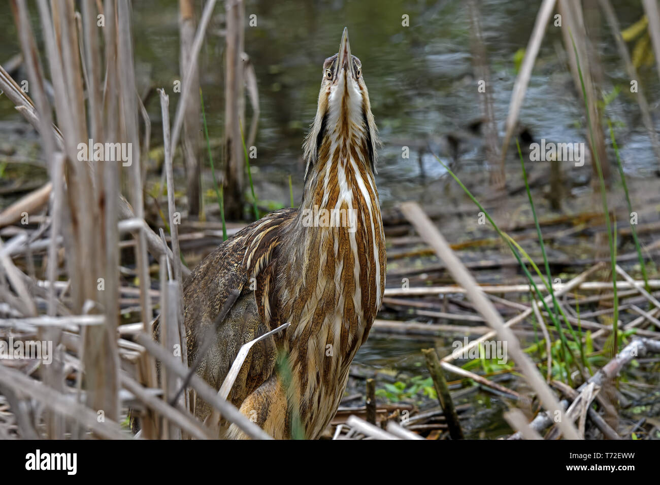 American Bittern In A Marsh It Is A Species Of Wading Bird In The Heron Family Of The Pelican Order Stock Photo Alamy