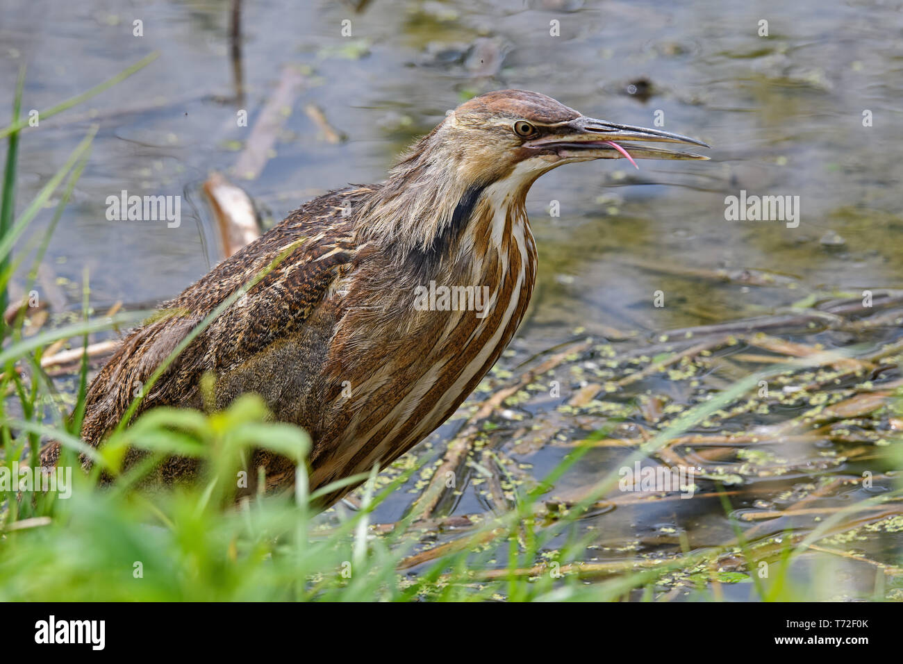American Bittern In A Marsh It Is A Species Of Wading Bird In The Heron Family Of The Pelican Order Stock Photo Alamy