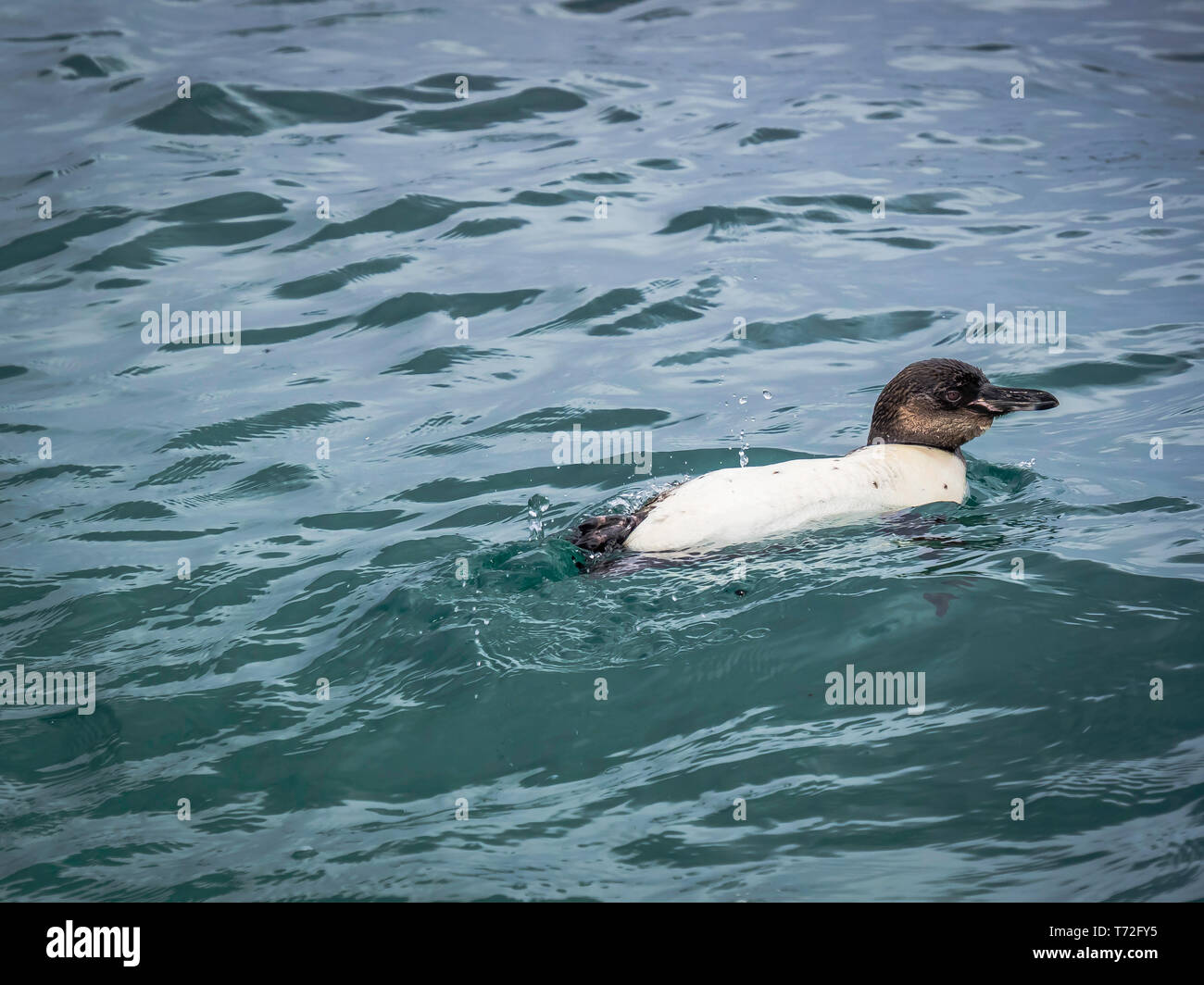 Galapagos penguin taking a bath in the sea Stock Photo