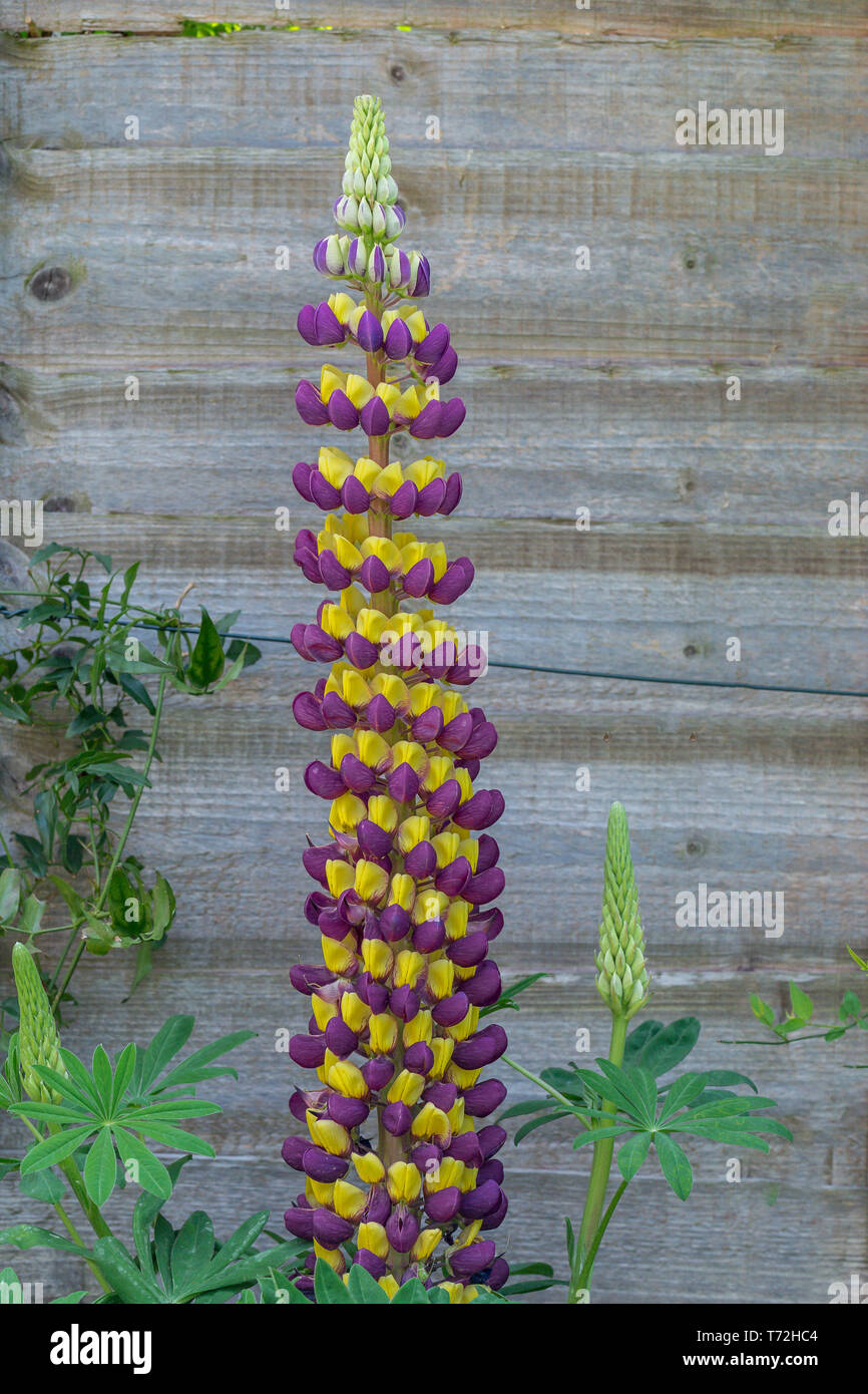 Purple and yellow Lupin Manhattan Lights flowers on display in a residential garden Stock Photo