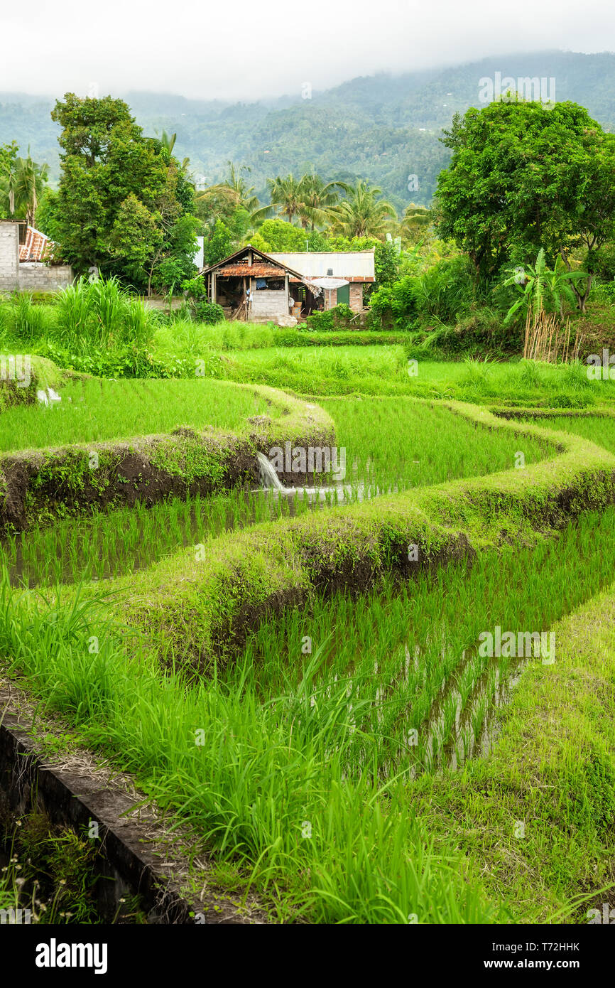 Lush green rice field or paddy in Bali Stock Photo