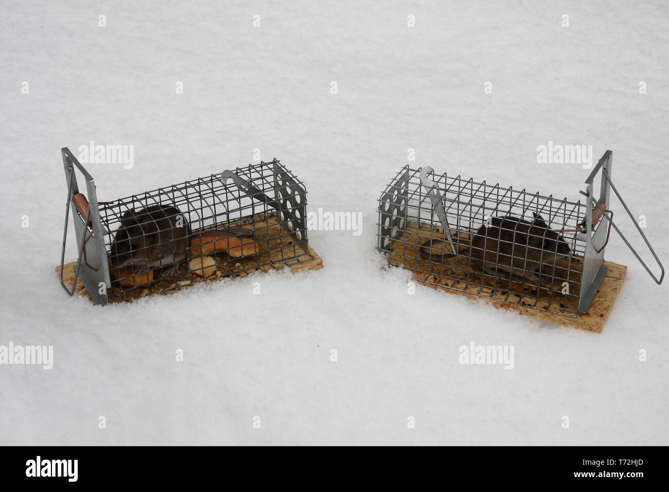 Mouse Released From Humane Mouse Trap Stock Photo - Download Image Now -  Mousetrap, Agricultural Field, Animal - iStock