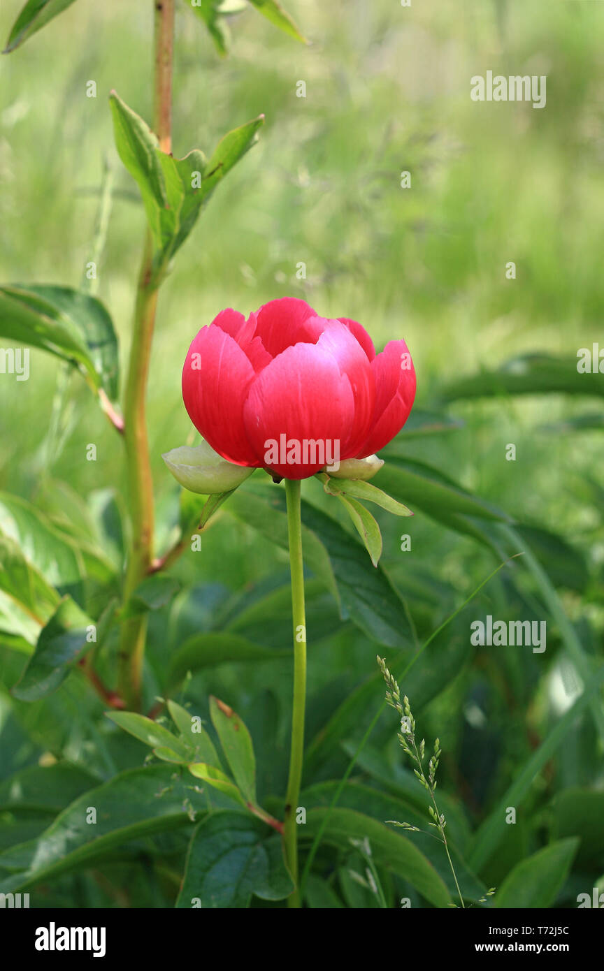 Red blooming peony Stock Photo