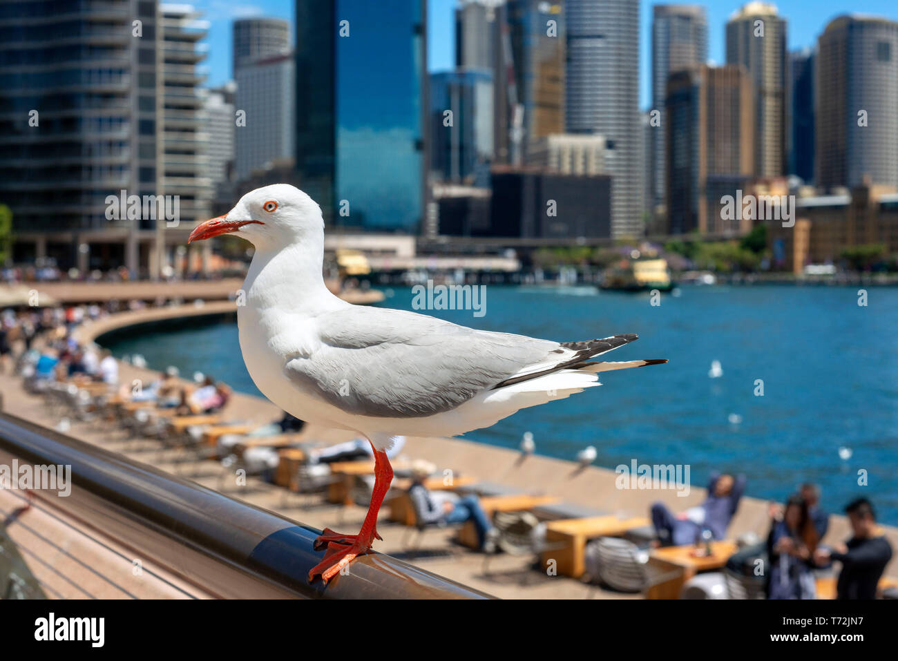 Portrait of a pigeon next to the bars and restaurants in the promenade Circular Quay of Harbour Bridge in Sydney, Australia Stock Photo