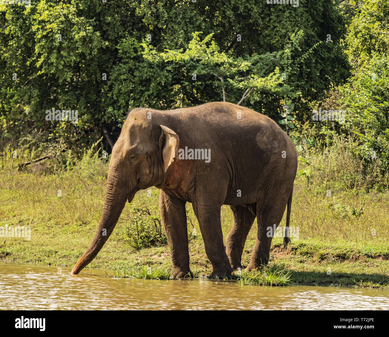 Sri Lanka - Elephant in Uda Walawe National Park Stock Photo