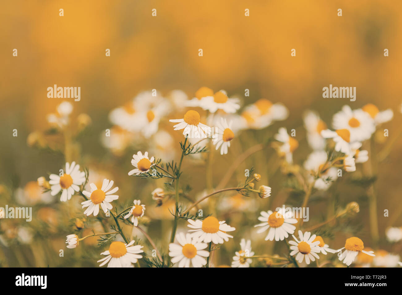 Border chamomile field flowers hi-res stock photography and images - Alamy
