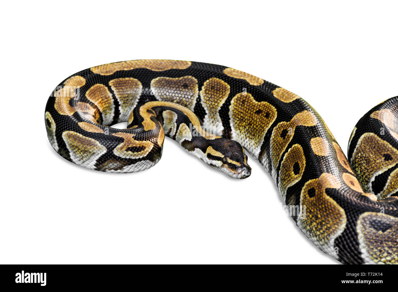 Ball Python Png