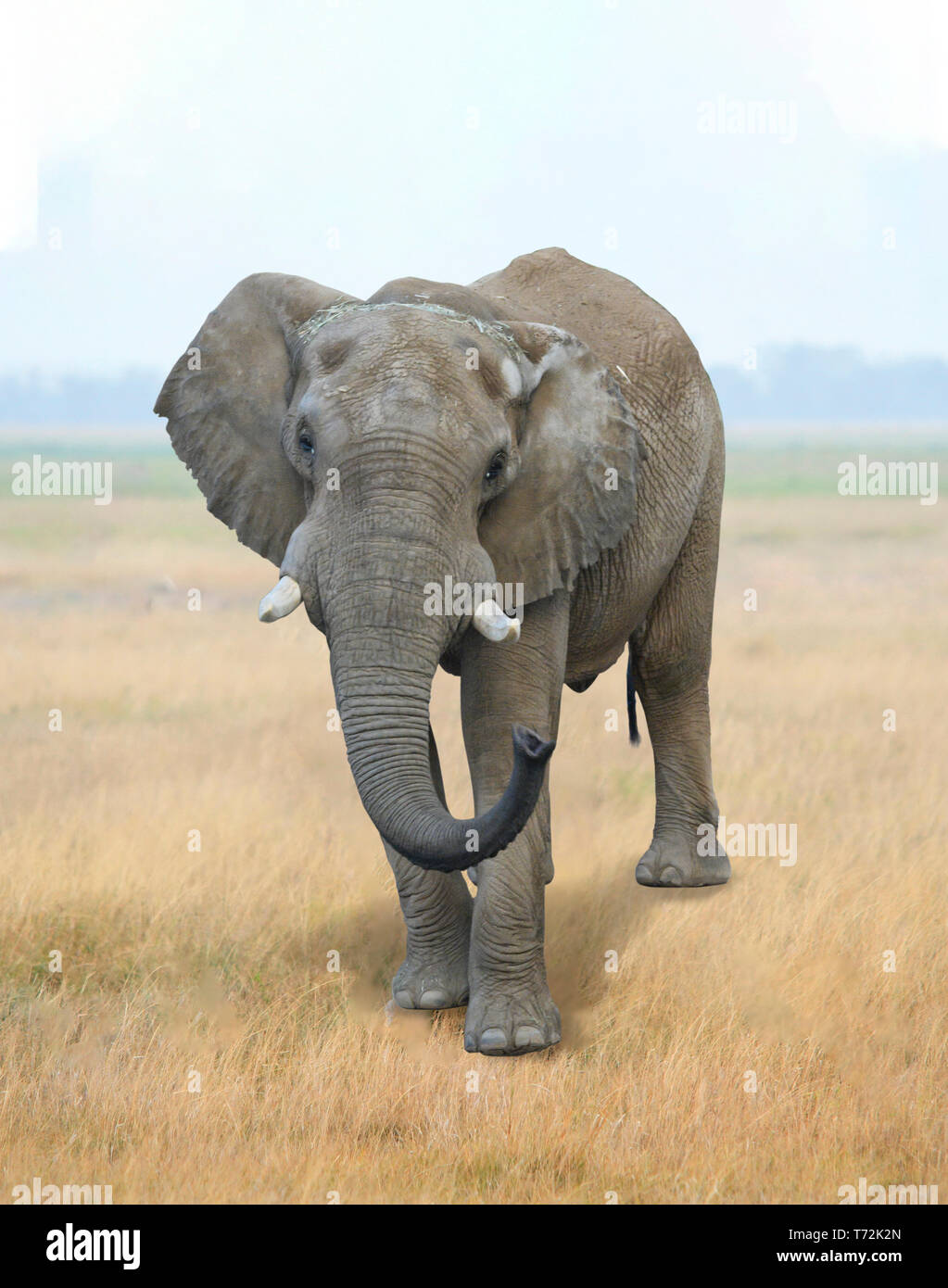african-bush-elephant-loxodonta-african-is-the-largest-living-land