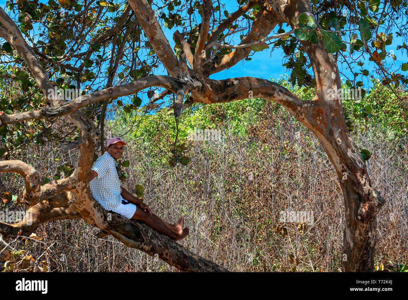 Local people relaxing on a tree, Corn Island, Caribbean Sea, Nicaragua, Central America, America. Stock Photo