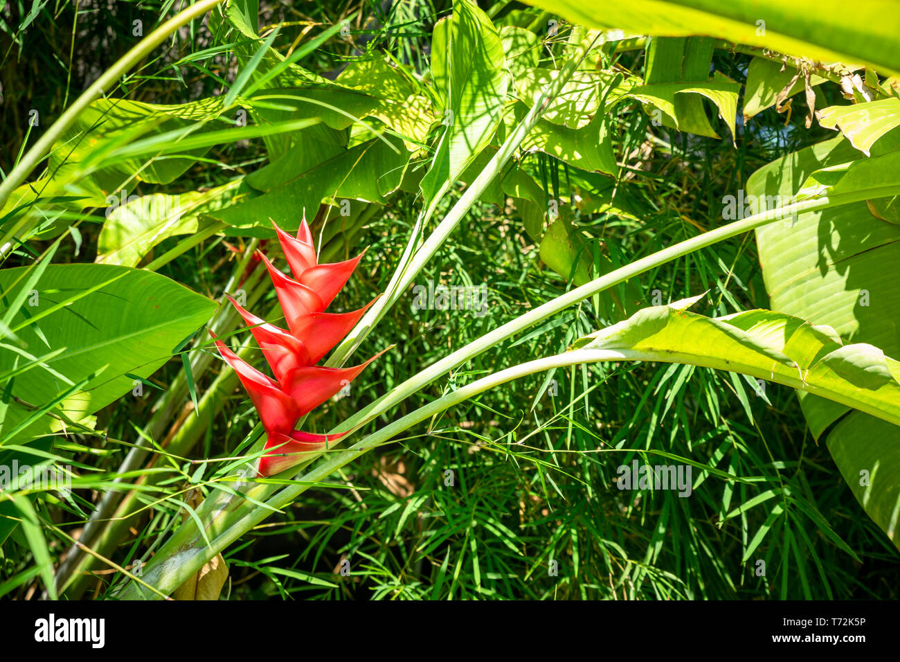 Colorful red flower on a bromeliad plant Stock Photo
