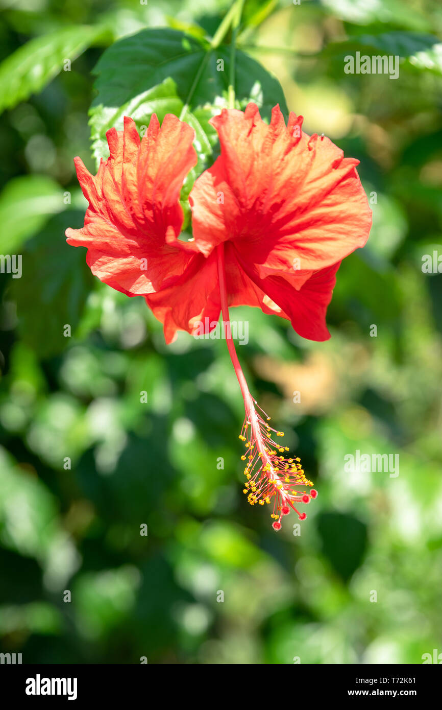 red hibiscus flower Stock Photo Alamy