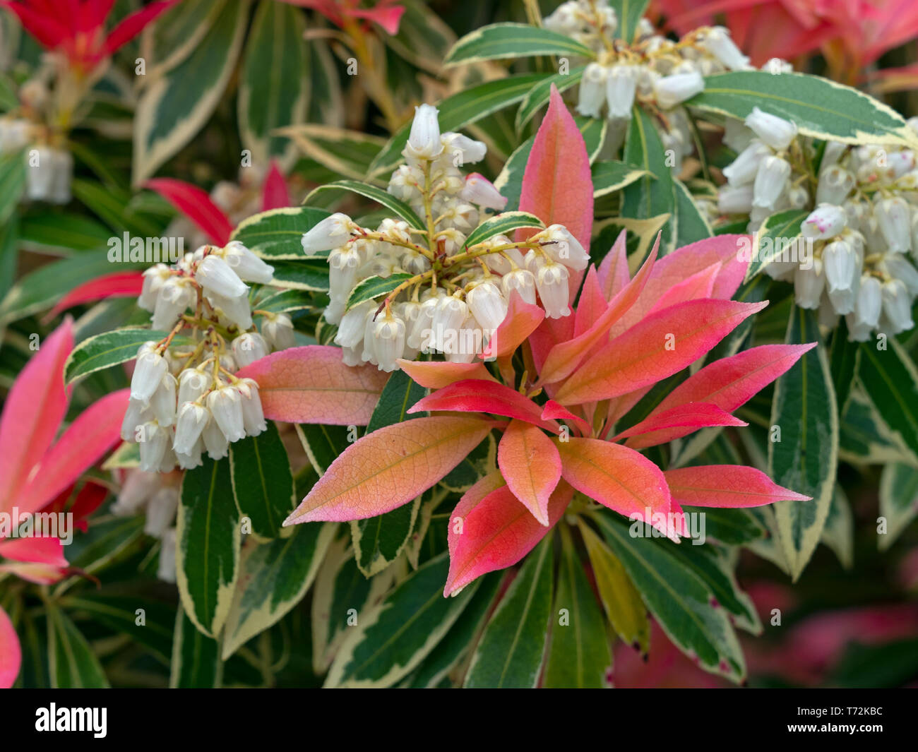 Japanese andromeda Pieris japonica 'Forest Flame'. Stock Photo