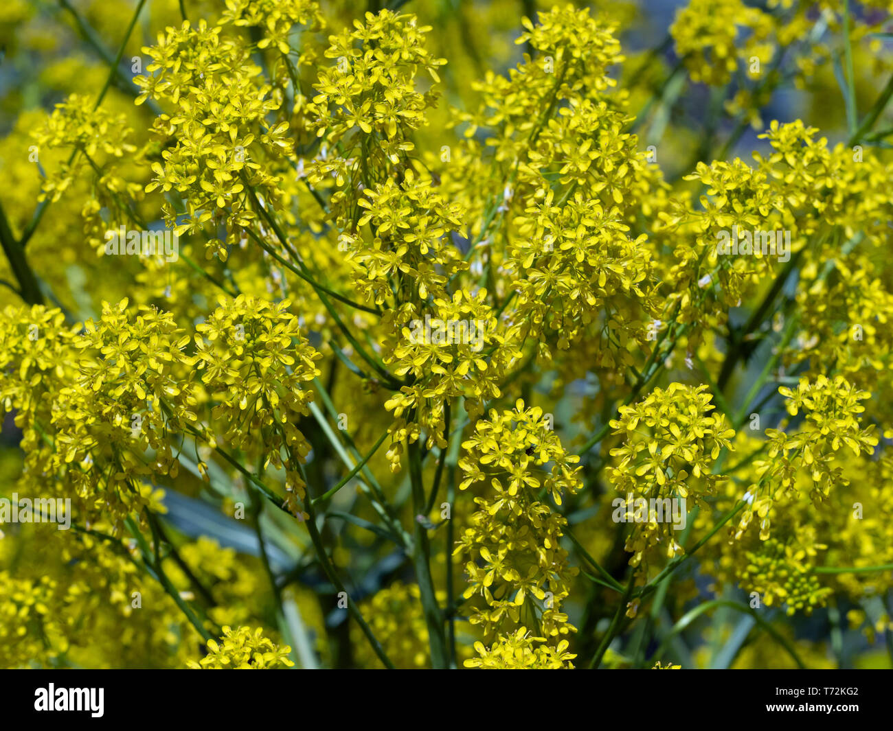 Woad Isatis tinctoria growing in herb garden Stock Photo