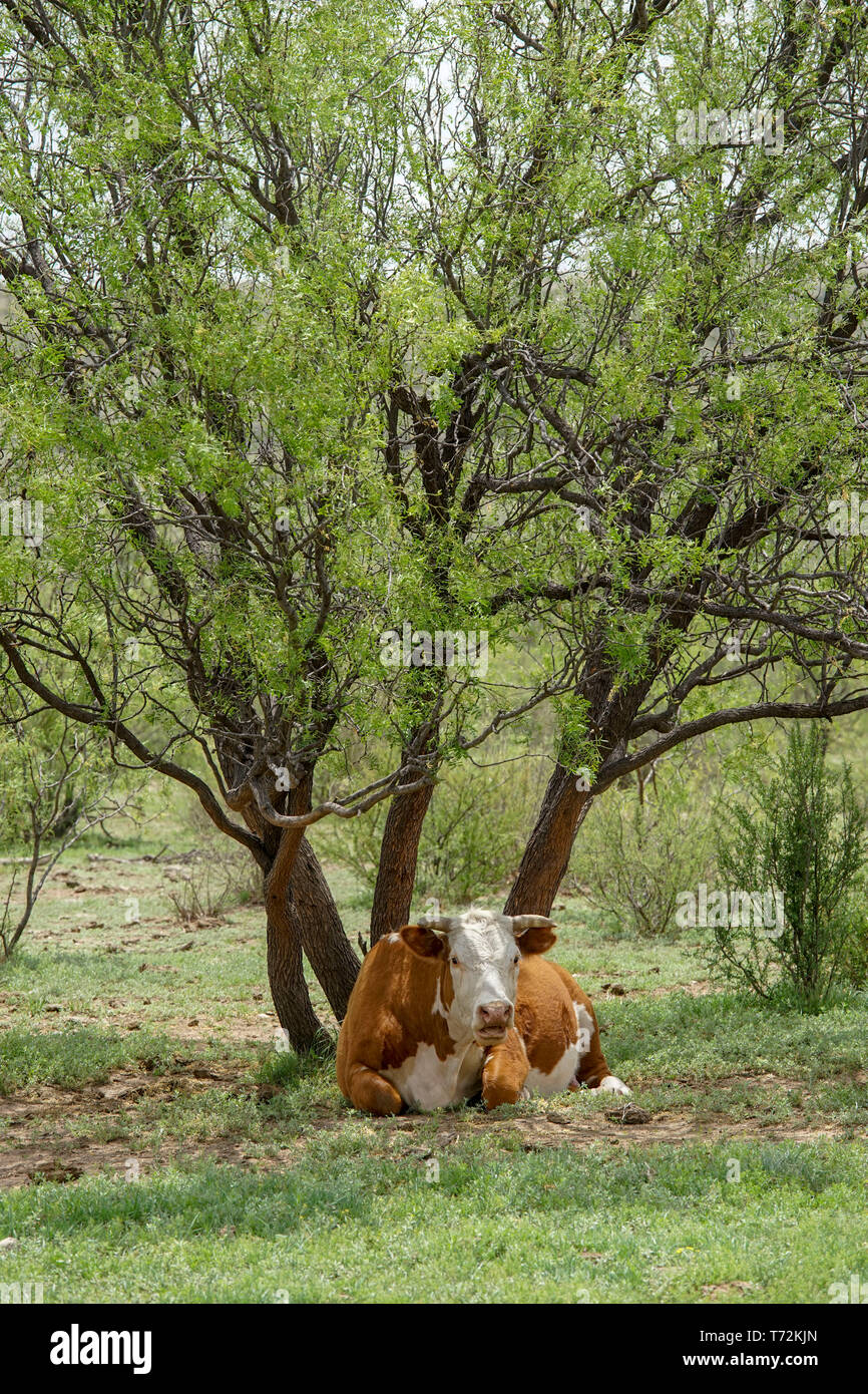 Cow resting on a West Texas ranch Stock Photo