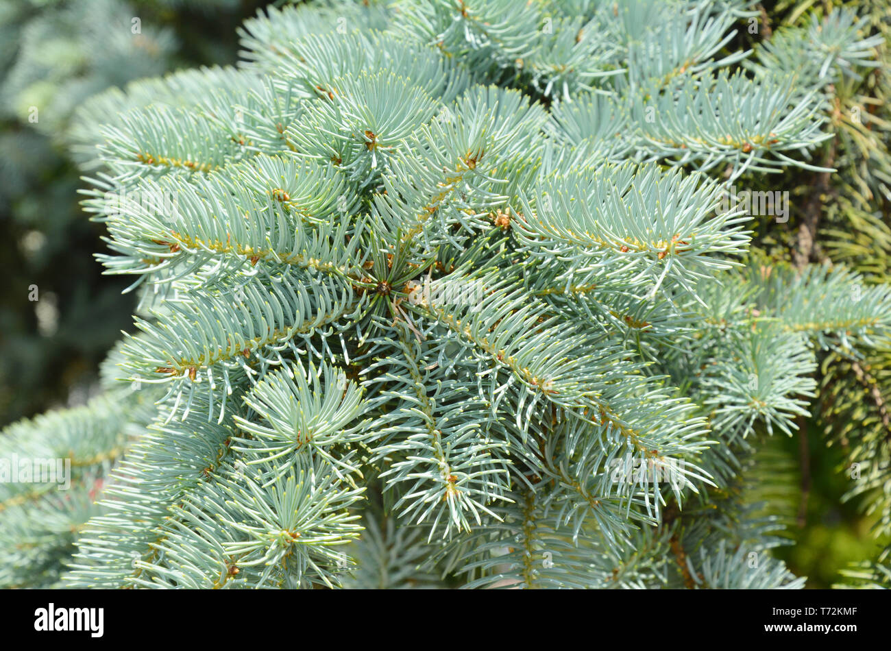 Close up on blue spruce branches. Stock Photo