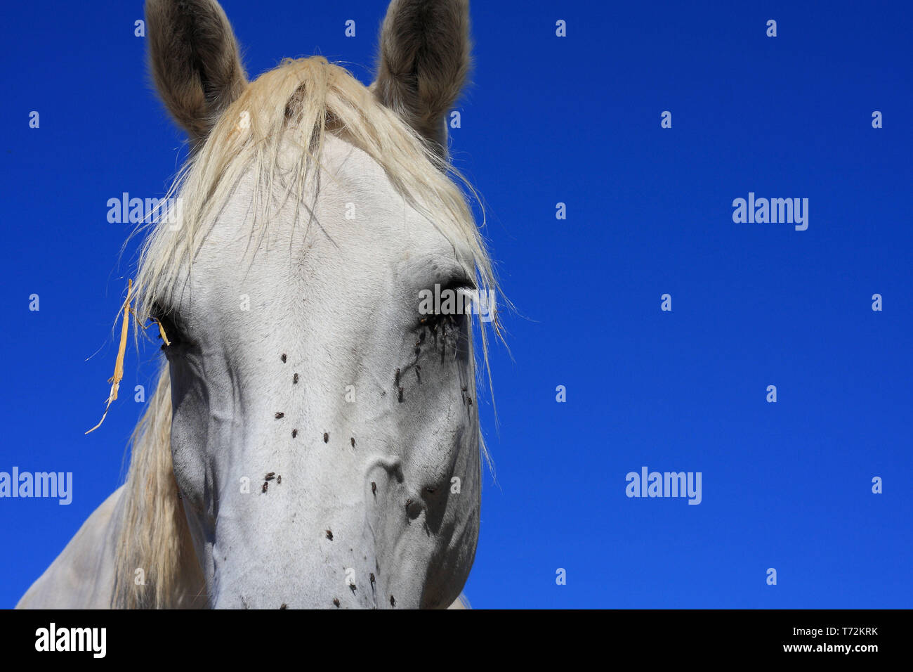 Horse sickness Stock Photo