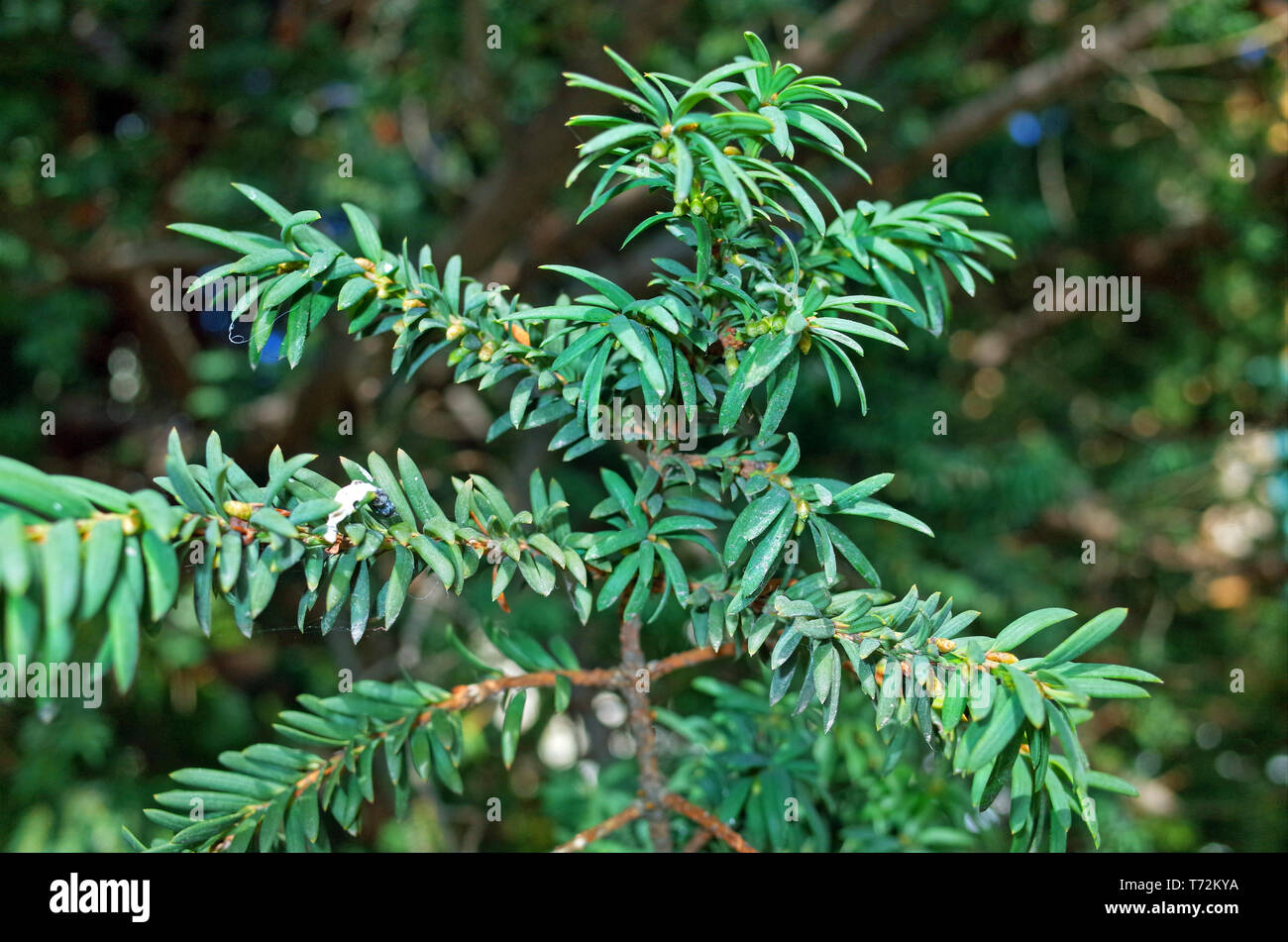 Yew (taxus baccata) close-up Stock Photo