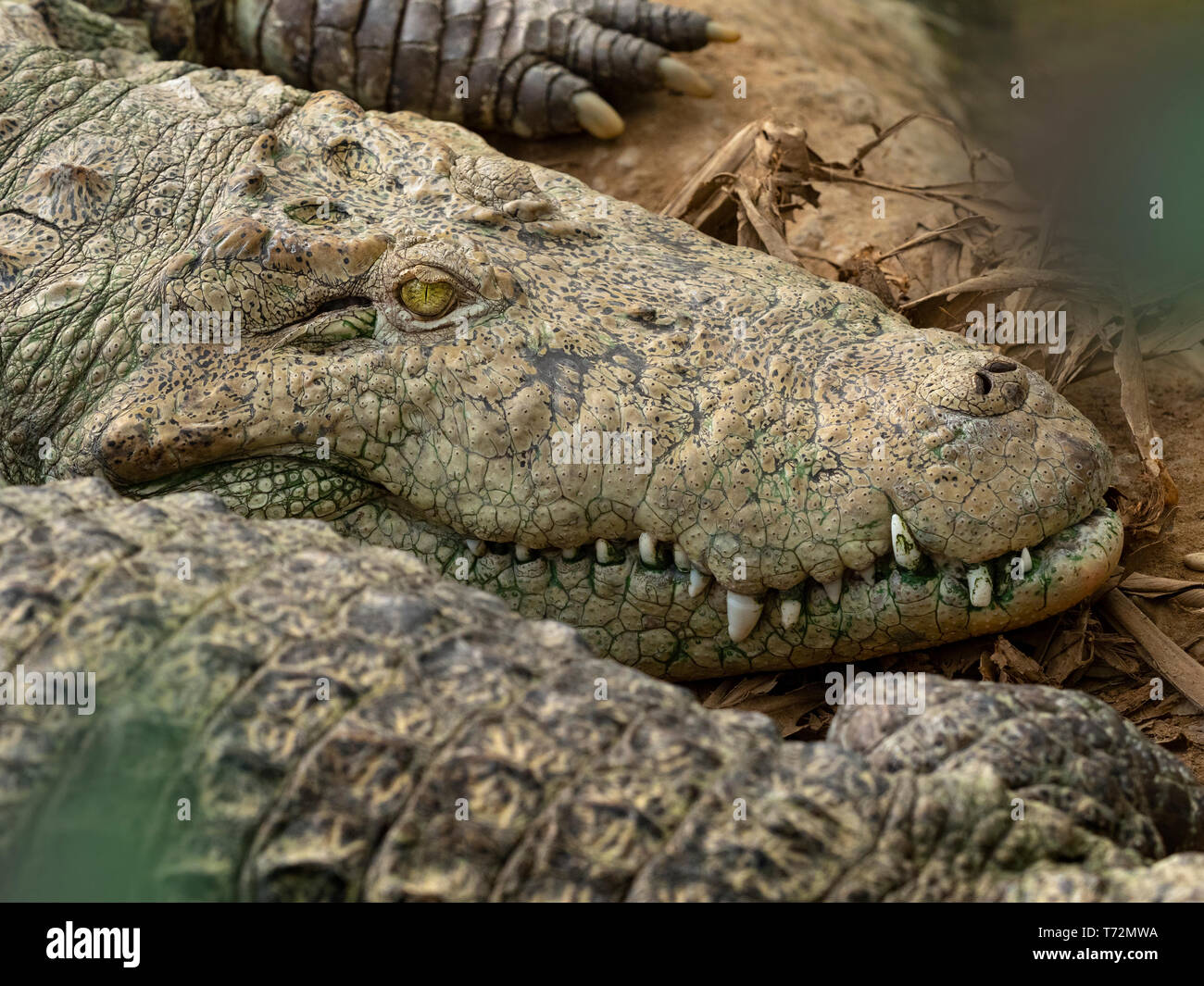 Marsh crocodile Crocodylus palustris Stock Photo Alamy