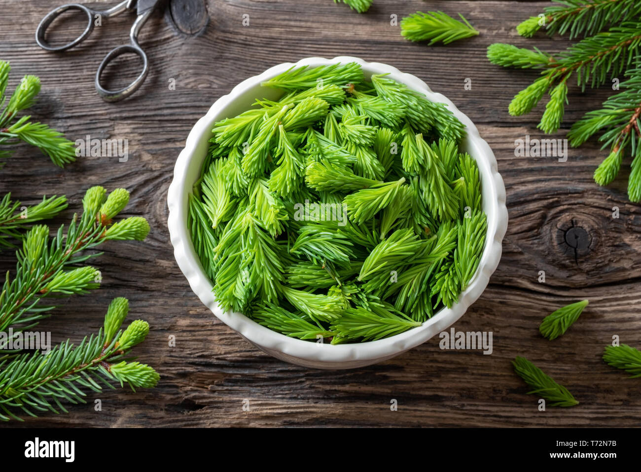 Young spruce tips collected to prepare homemade herbal syrup Stock Photo
