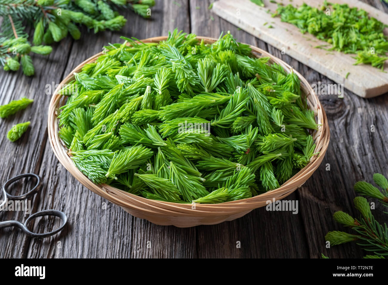 Young spruce tips collected in a basket to prepare homemade herbal syrup Stock Photo