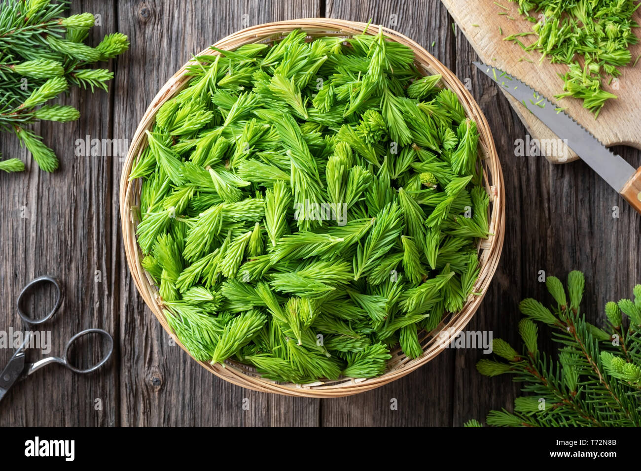 Young spruce tips collected to prepare homemade herbal syrup, top view Stock Photo