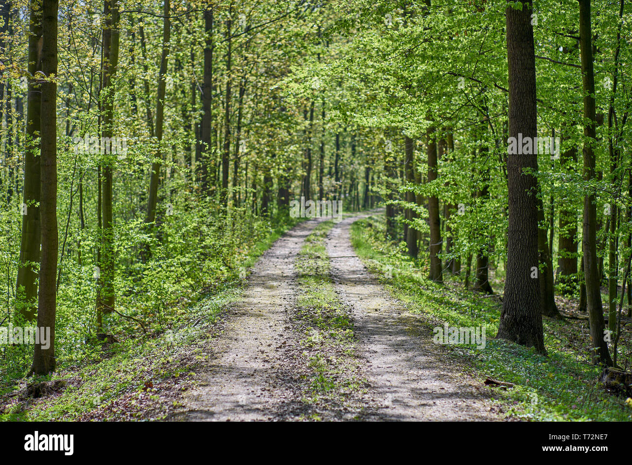 Central european deciduous forest in the spring hi-res stock ...