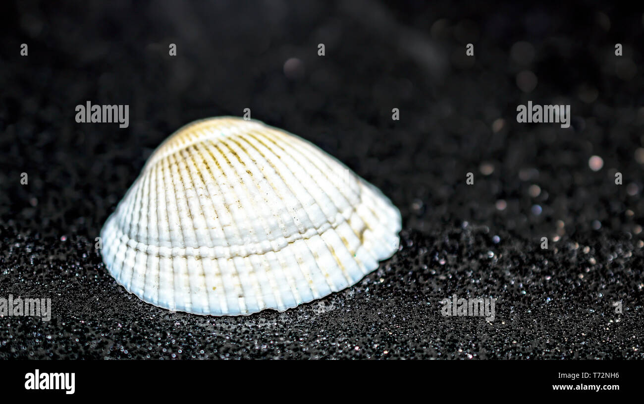 Textured White Seashell isolated on Wet Granular Black Sand Stock Photo