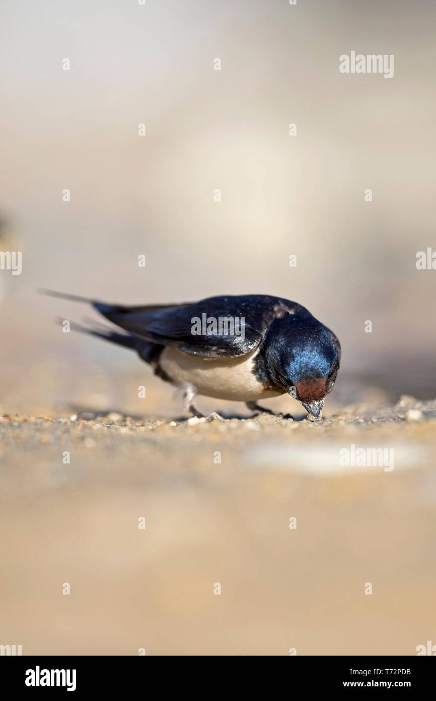 Barn Swallow Hirundo Rustica Stock Photo Alamy barn-swallow-hirundo-rustica-stock-photo-alamy
