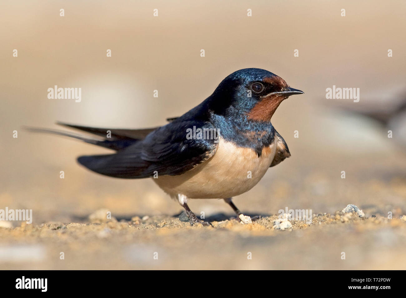 Barn Swallow Hirundo Rustica Stock Photo Alamy Barn Swallow Hirundo Rustica Stock Photo Alamy