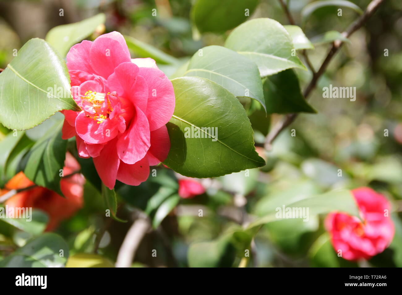 Camellia flowering trees in hi-res stock photography and images - Alamy