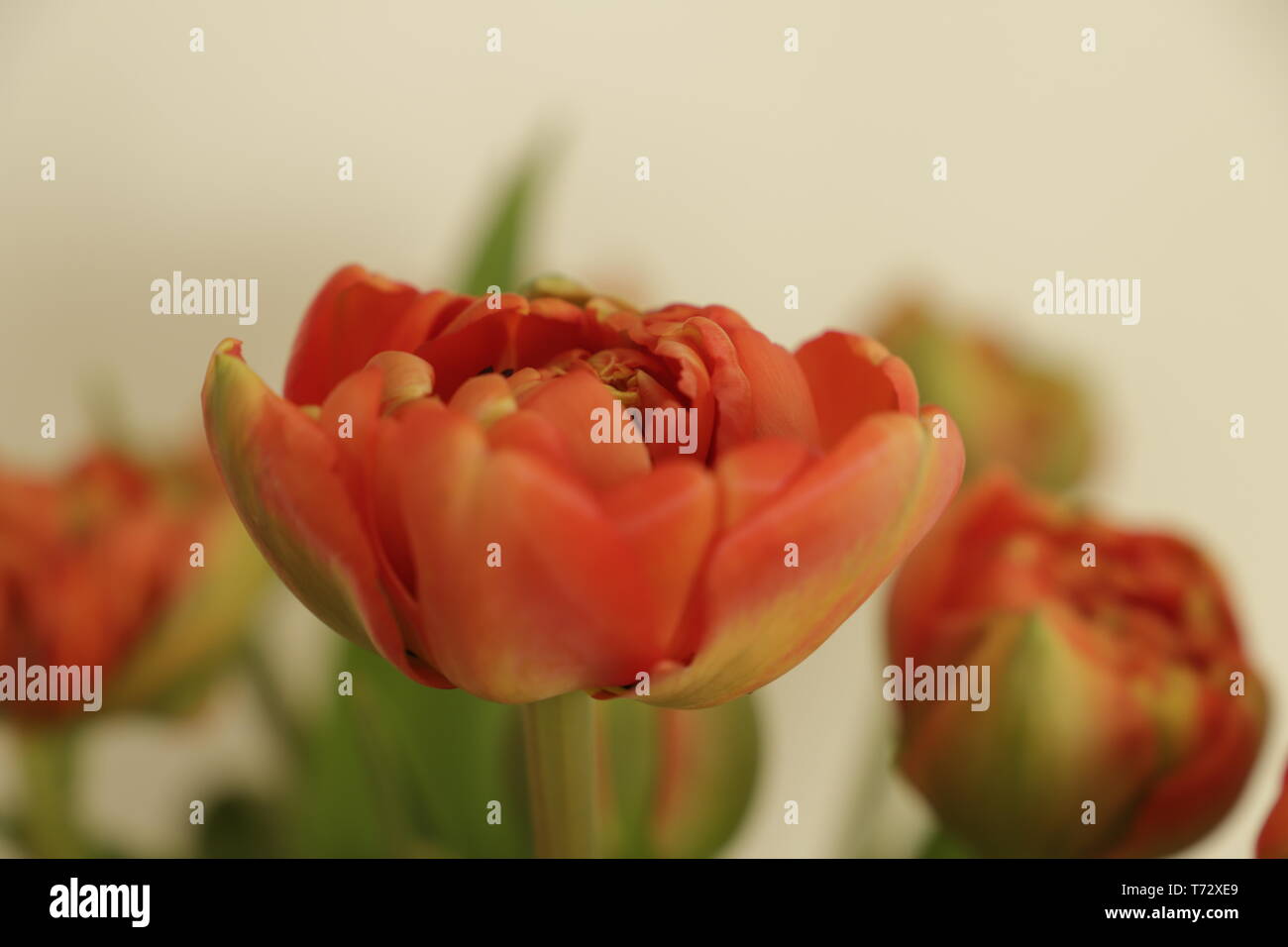close up of beautiful peony tulips. Double tulips in red orange Stock Photo