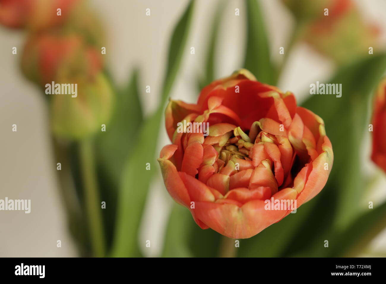 Close up of beautiful red orange peony tulips Stock Photo