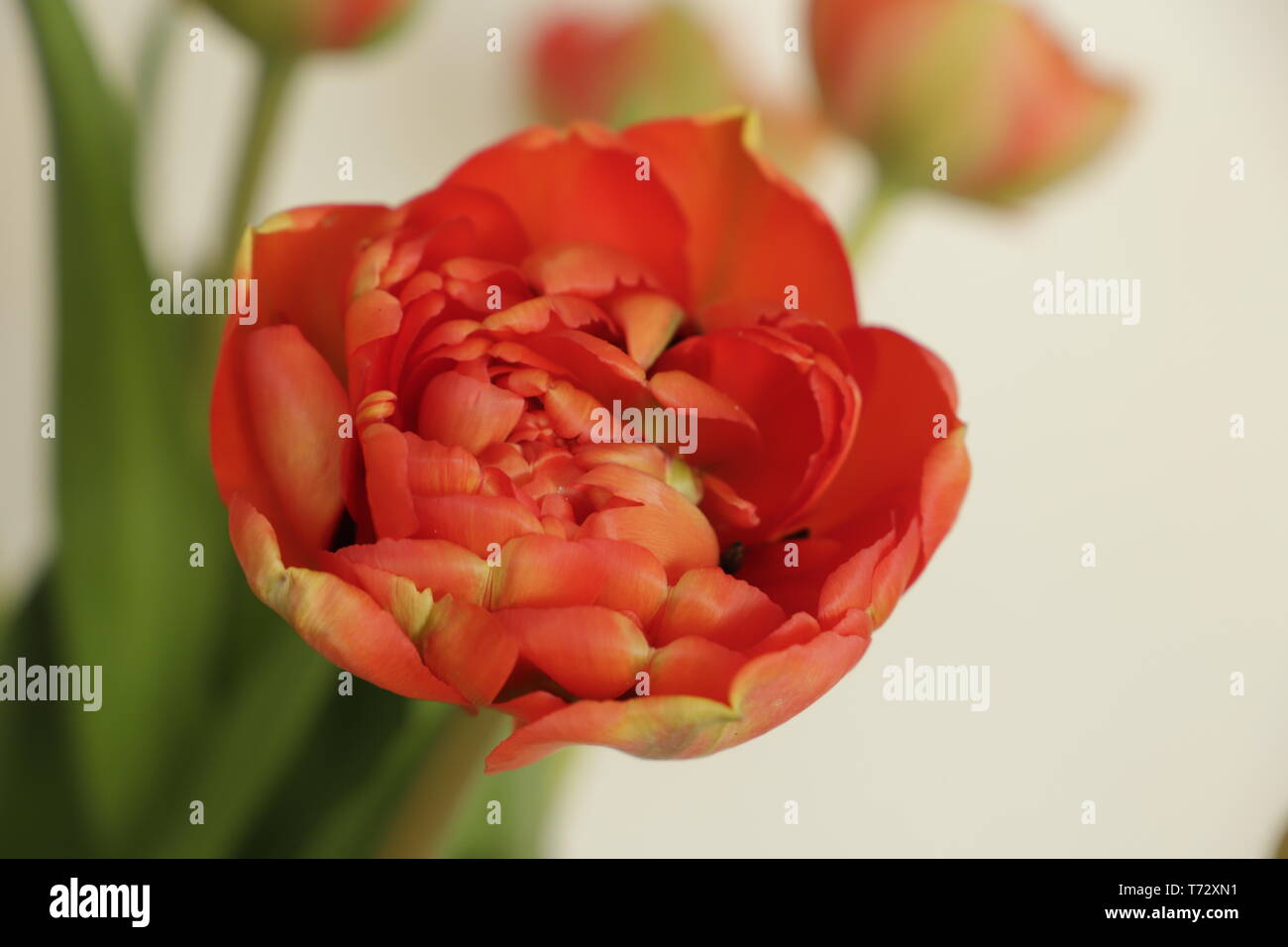 Close up of beautiful red orange peony tulips Stock Photo