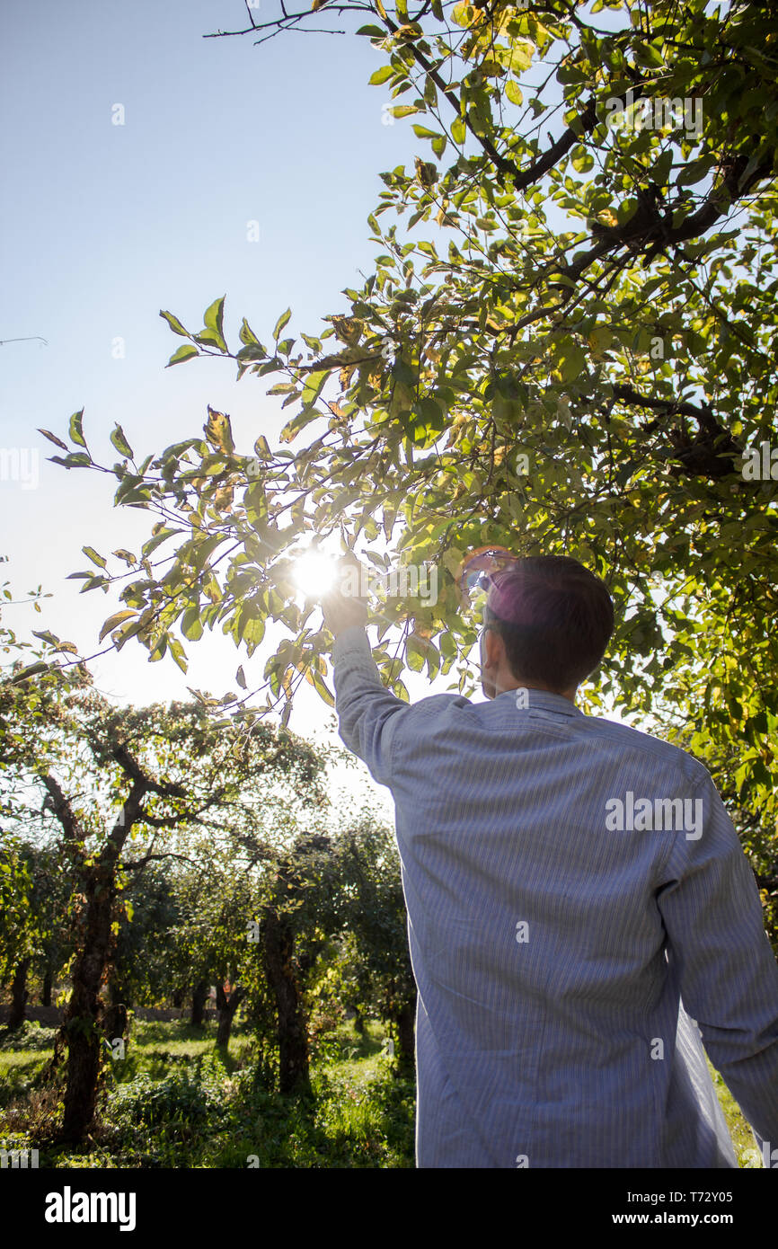 Какие фрукты срывает мужик с деревьев. Какие фрукты срывает мужик с деревьев. Человек срывает яблоко. Мальчик и яблоня. Пацаны на яблоне.