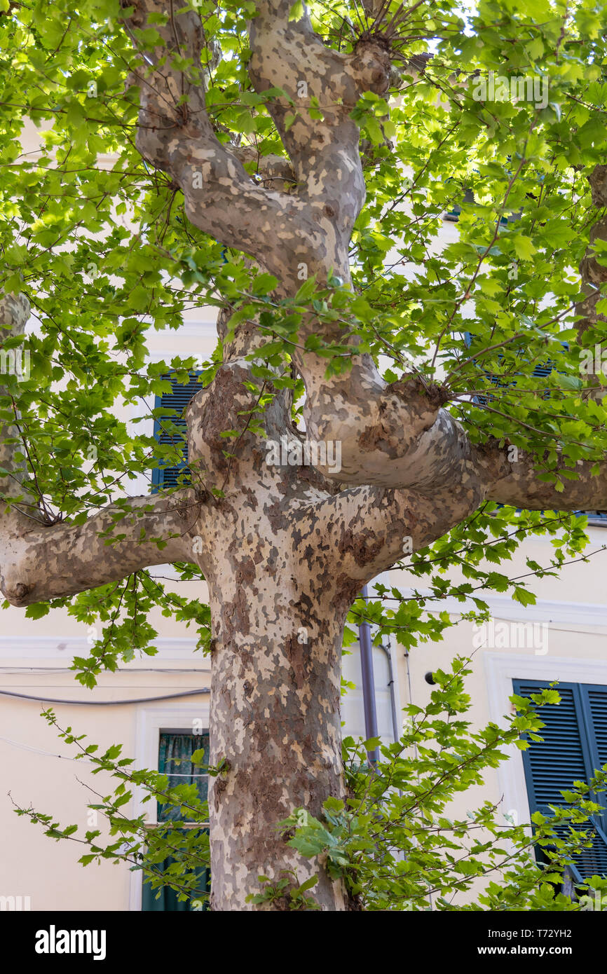 London Plane tree growing in a street in Monterosso Stock Photo Alamy