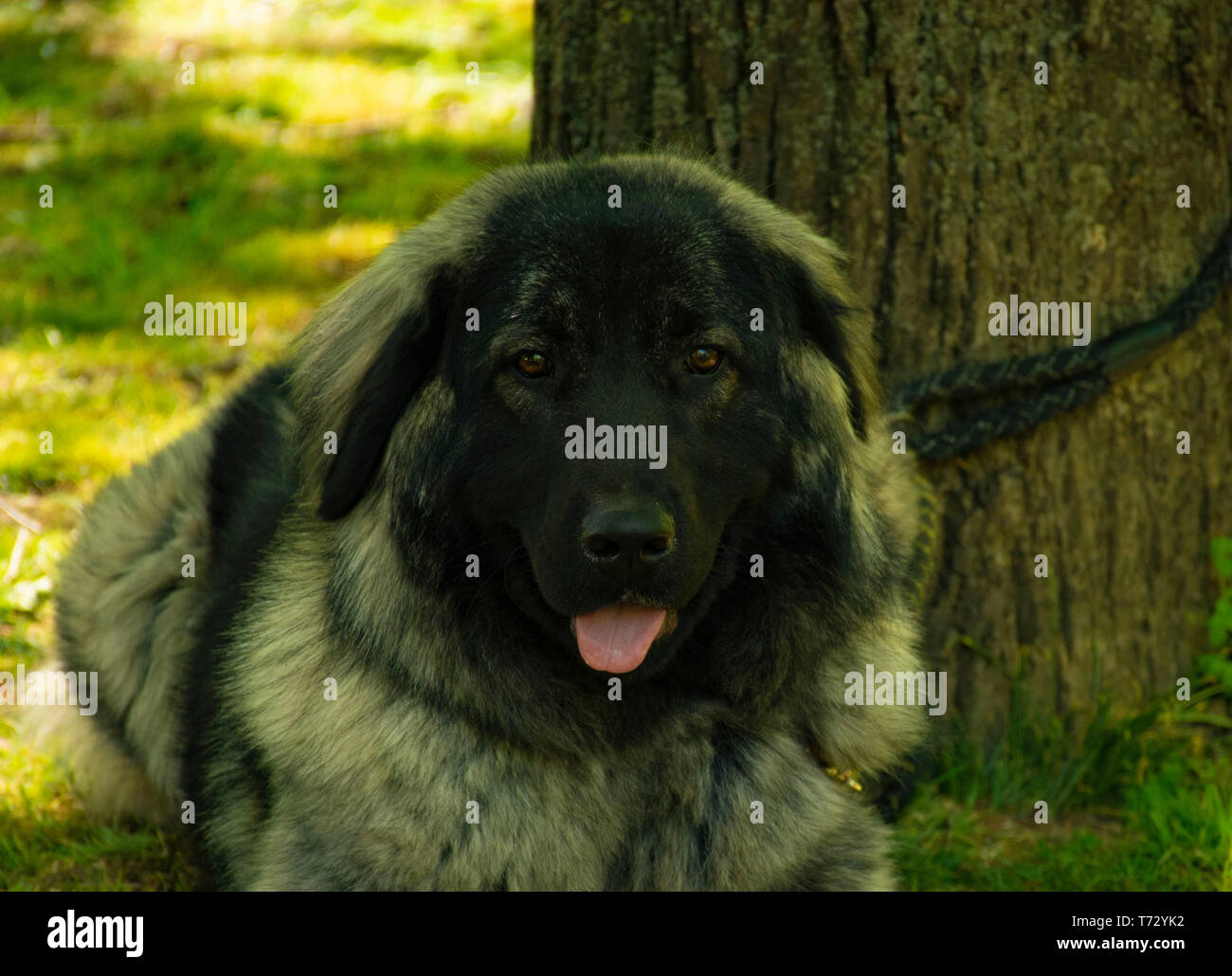 Black and white romantic flower Stock Photo Alamy